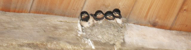 Swallows Next underneath Pend House Self-Catering Accommodation